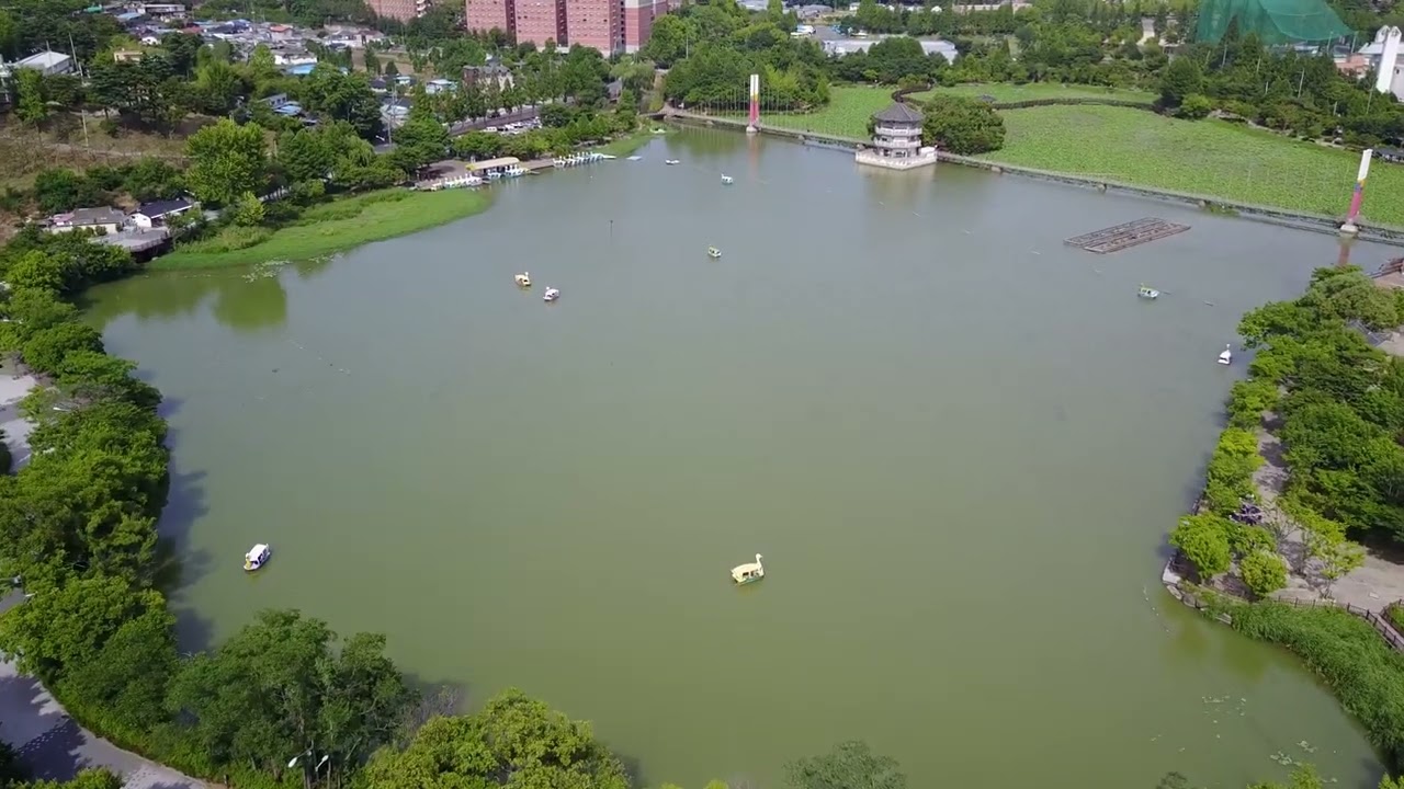 전주 덕진공원의 오리배 풍경, 덕진연목의 연꽃