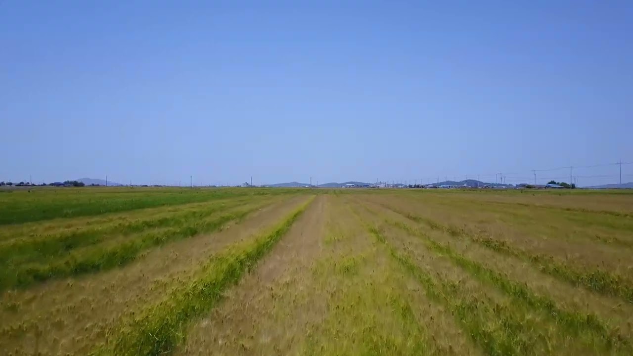 김제의 평야, 들녘, 광활한, 평야, 농촌마을, 김제, 보리