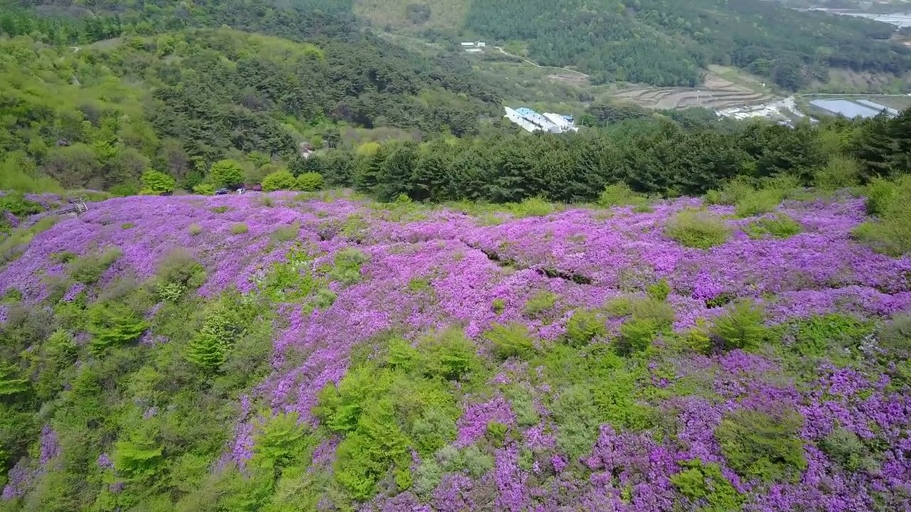 남원 바래봉 철쭉을 거닐다
