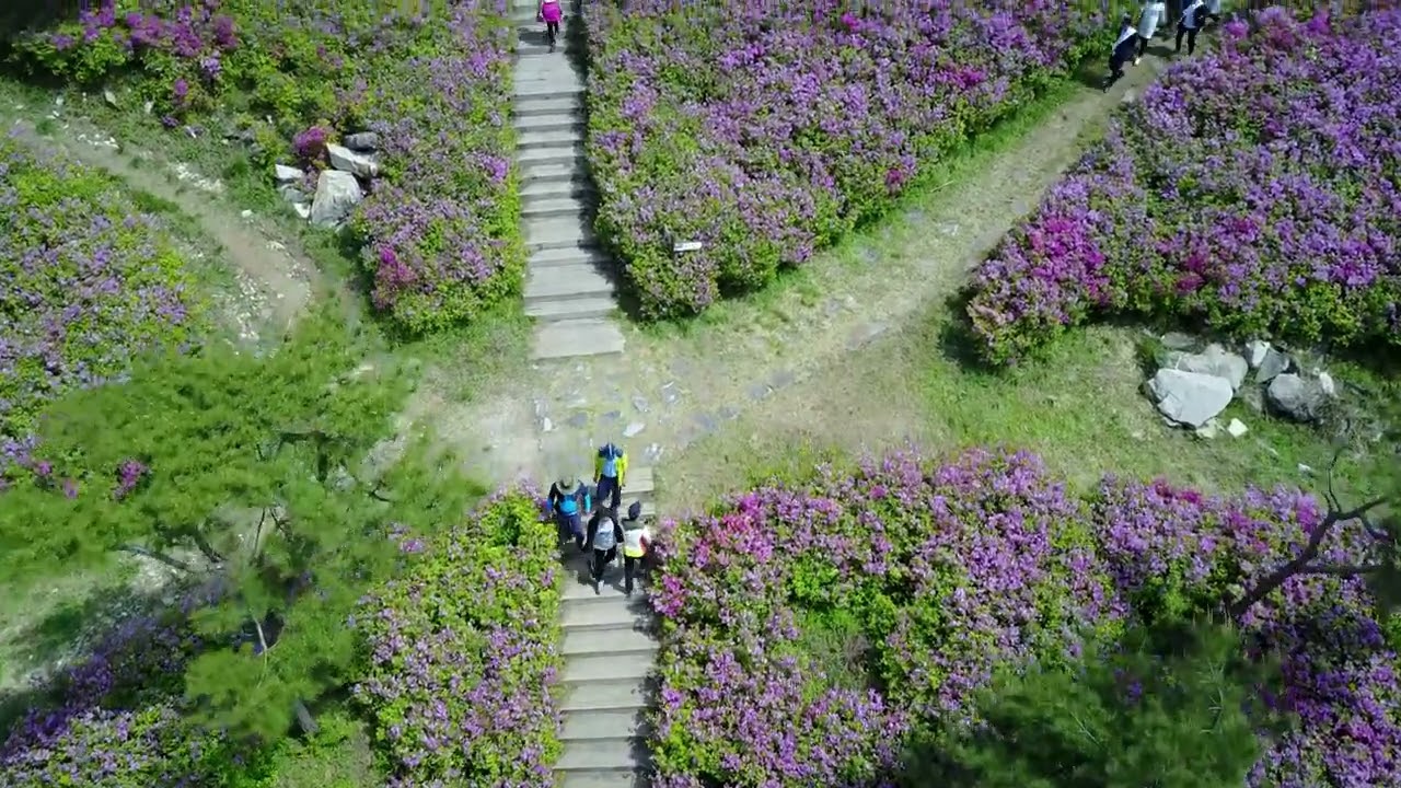남원 바래봉 철쭉을 담다