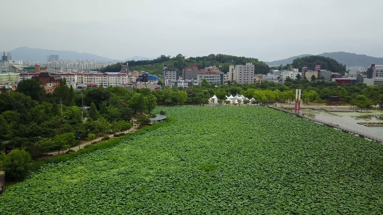 덕진공원 연꽃으로 만개되다. 아름다운 드론영상으로 펼치다
