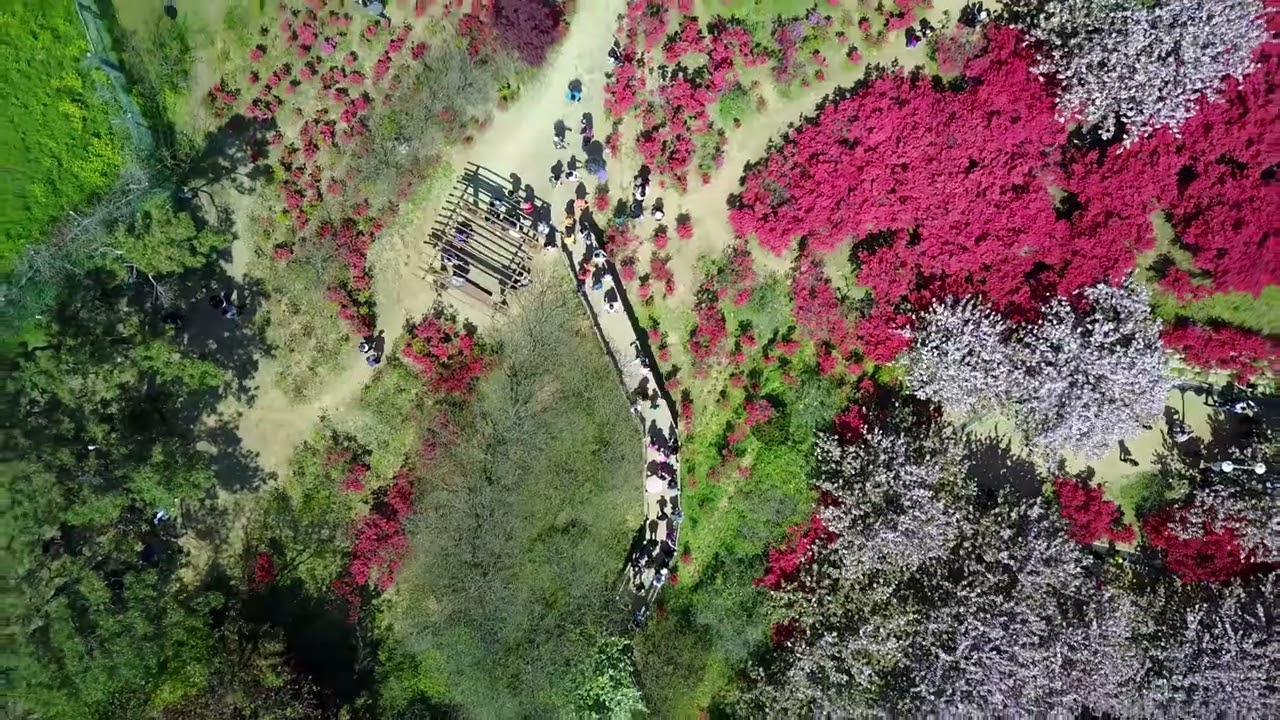 전주 꽃동산 풍경입니다. 완산동에 위치하고 있으며 5월이 되면 울긋불긋 다양한 꽃들의 동산이 펼쳐집니다.