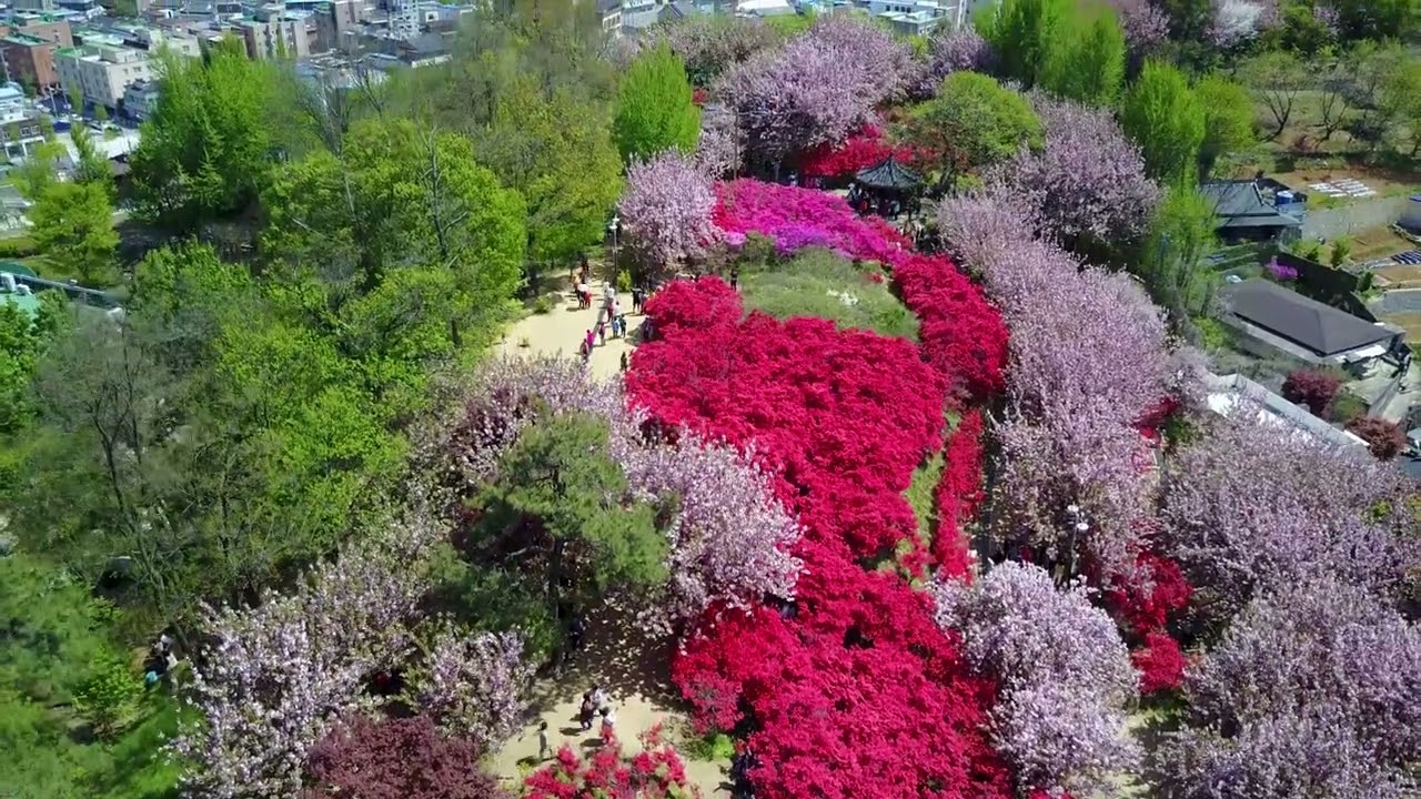 전주 꽃동산 풍경입니다. 완산동에 위치하고 있으며 5월이 되면 울긋불긋 다양한 꽃들의 동산이 펼쳐집니다.