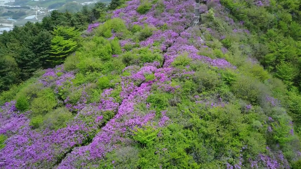 남원 바래봉 철쭉을 보다